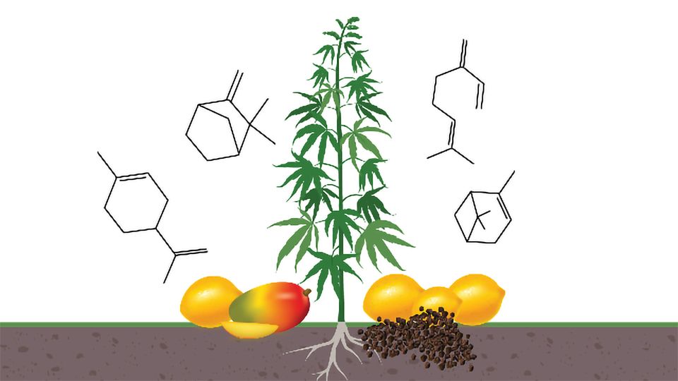 Illustration of a cannabis plant surrounded by lemons, a mango and chemical structures.