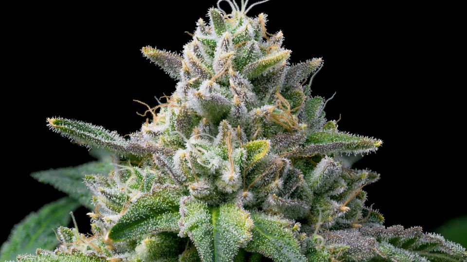 Close-up of cannabis trichomes on a premium marijuana bud, highlighting their frosty resin-covered appearance.