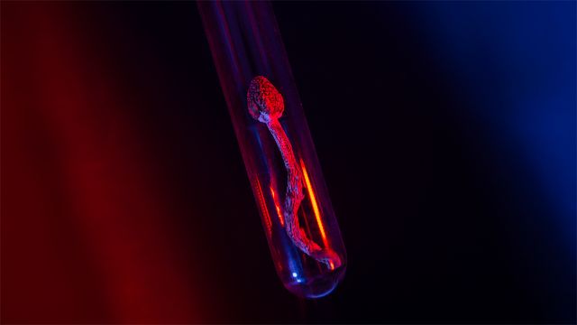 A single psilocybin mushroom in a test tube, seen under blue and red lighting.
