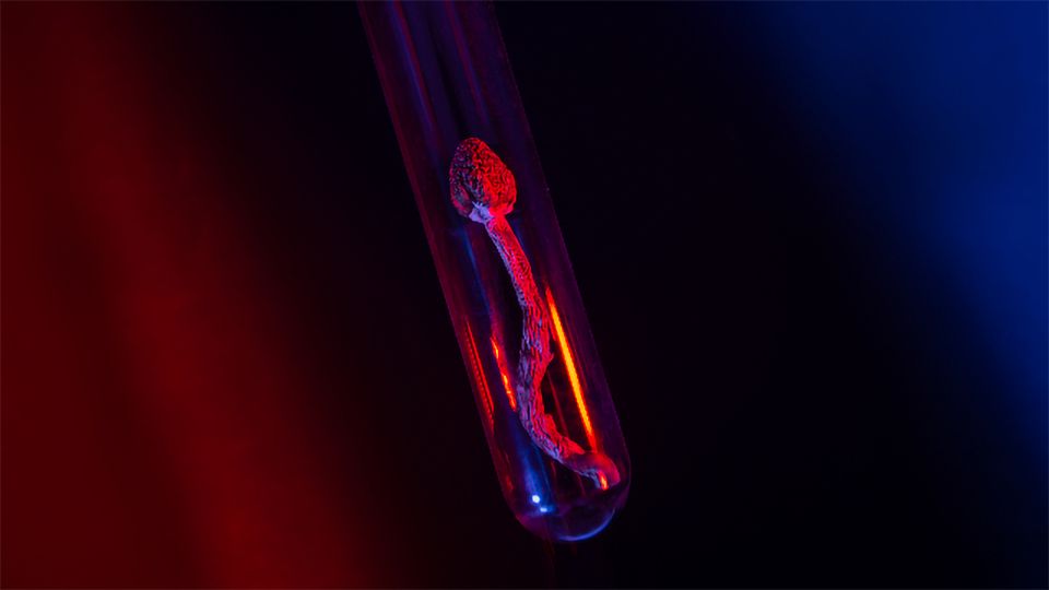 A single psilocybin mushroom in a test tube, seen under blue and red lighting.