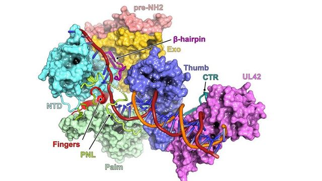 How Herpes Virus Mutations Fuel Drug Resistance | Technology Networks