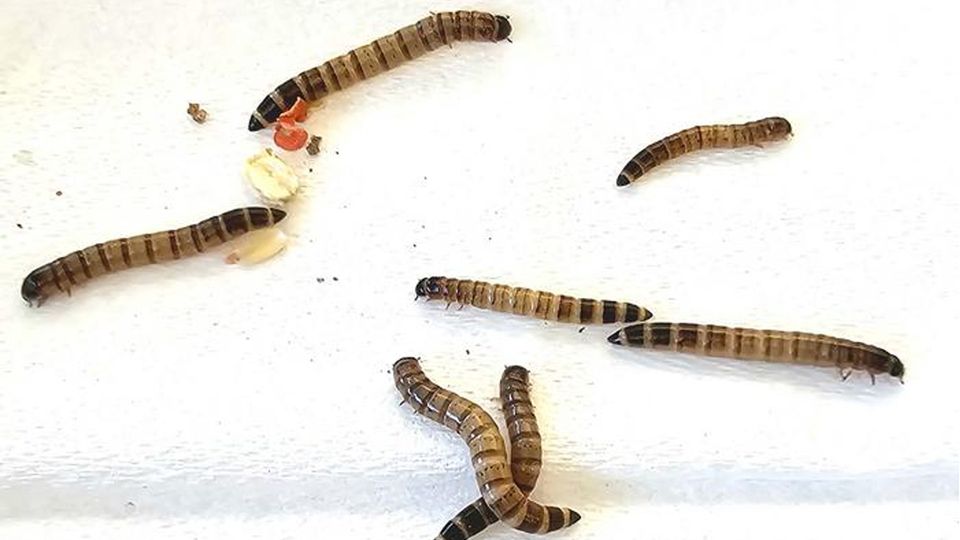 Superworms on a papertowel infected with a virus.