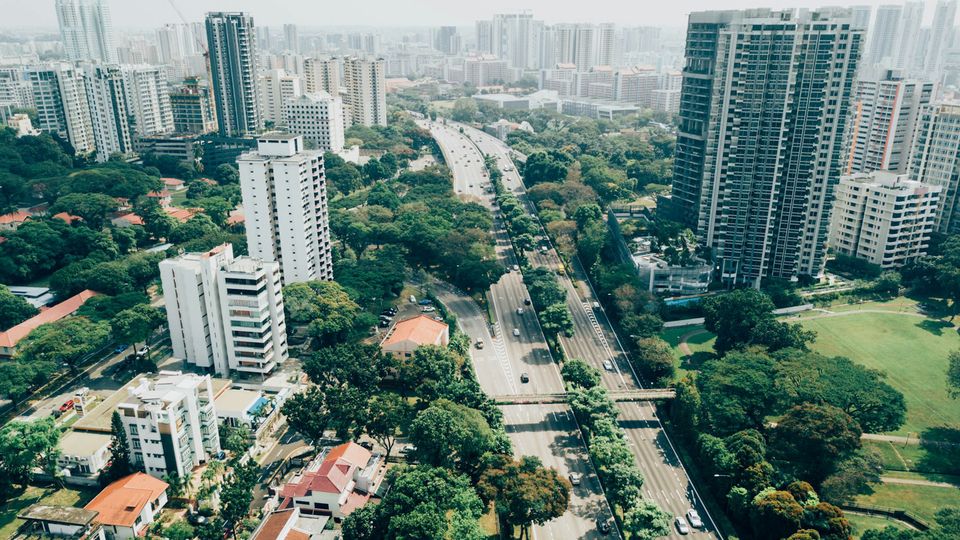 Trees in a city.