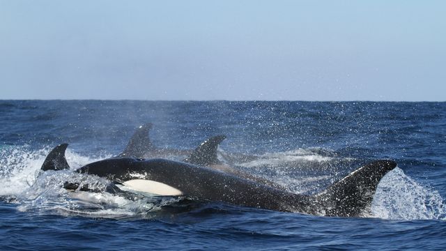 Orcas in the Salish Sea Take More Time to Hunt Because of Noise ...