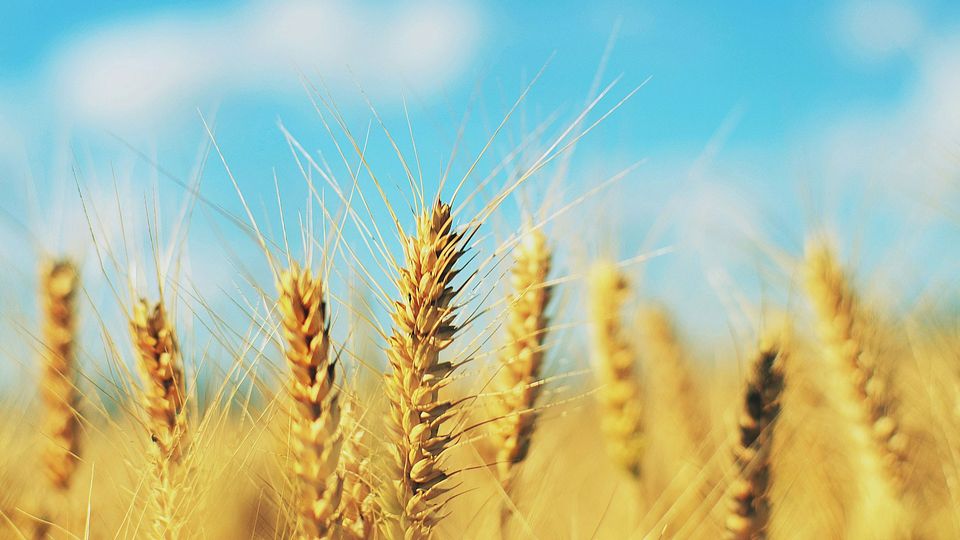 Ears of barley against a blue sky.
