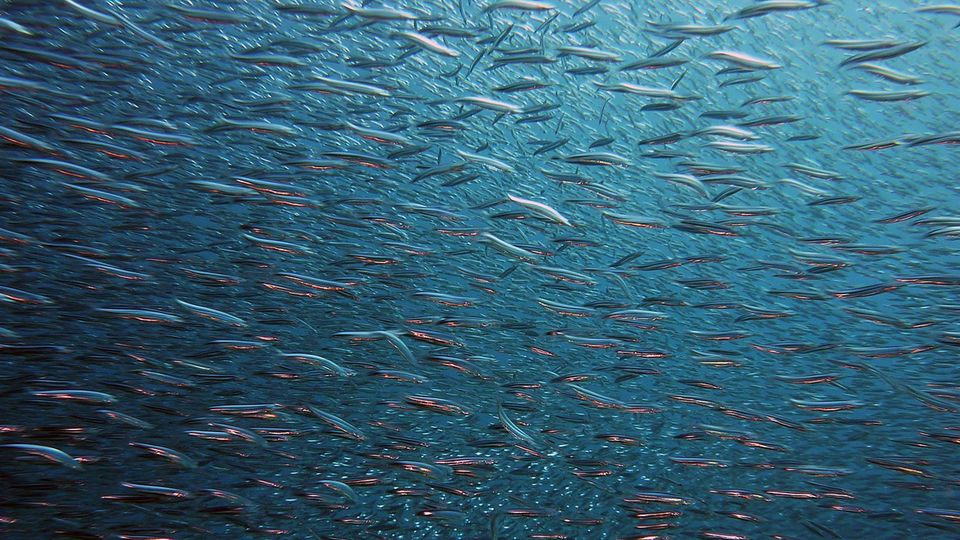School of fish