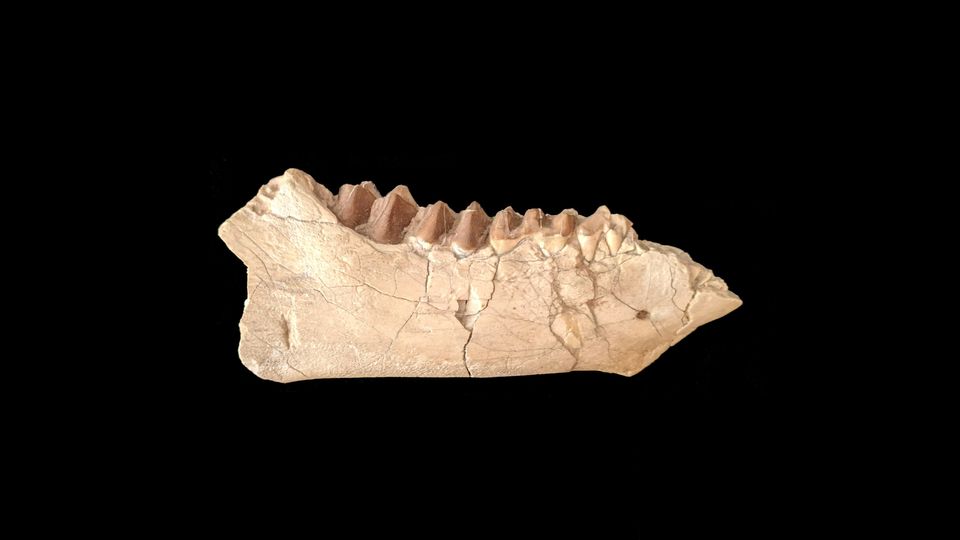 A jaw bone.