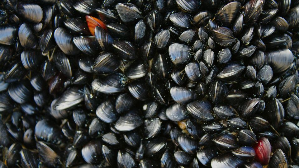Many black and brown mussels clinging to a rock.