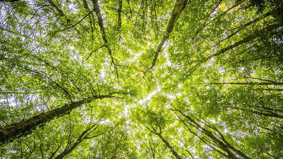 Forest canopy