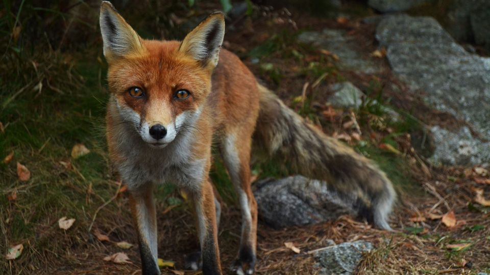 A red fox on alert.