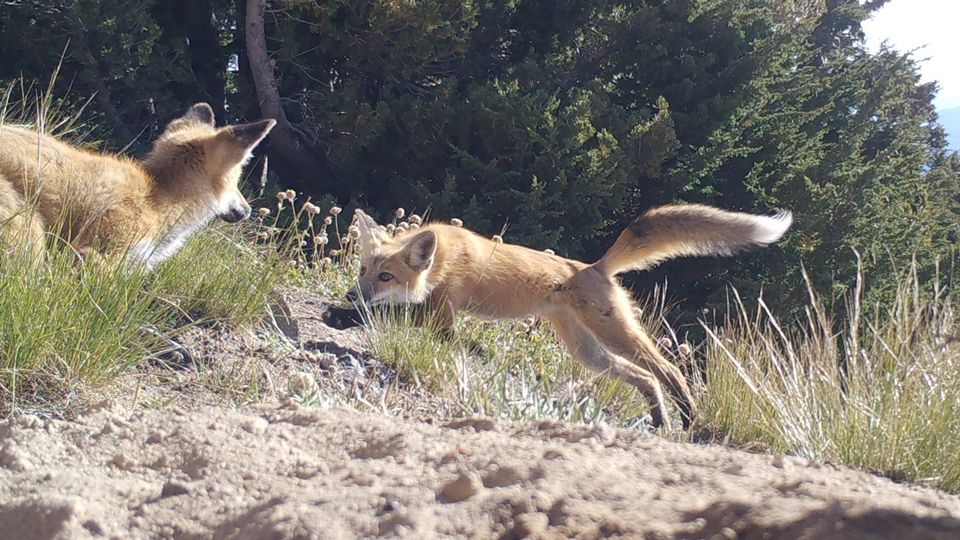 Two red fox pups play.
