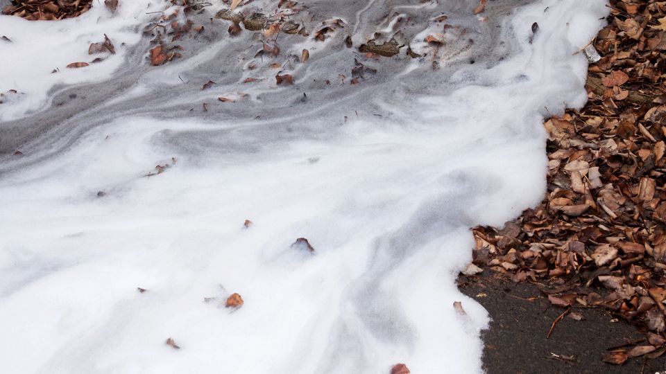 A stream of foam on leaves.