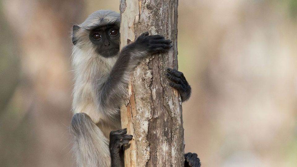 A gray and black langur holds onto a tree trunk.