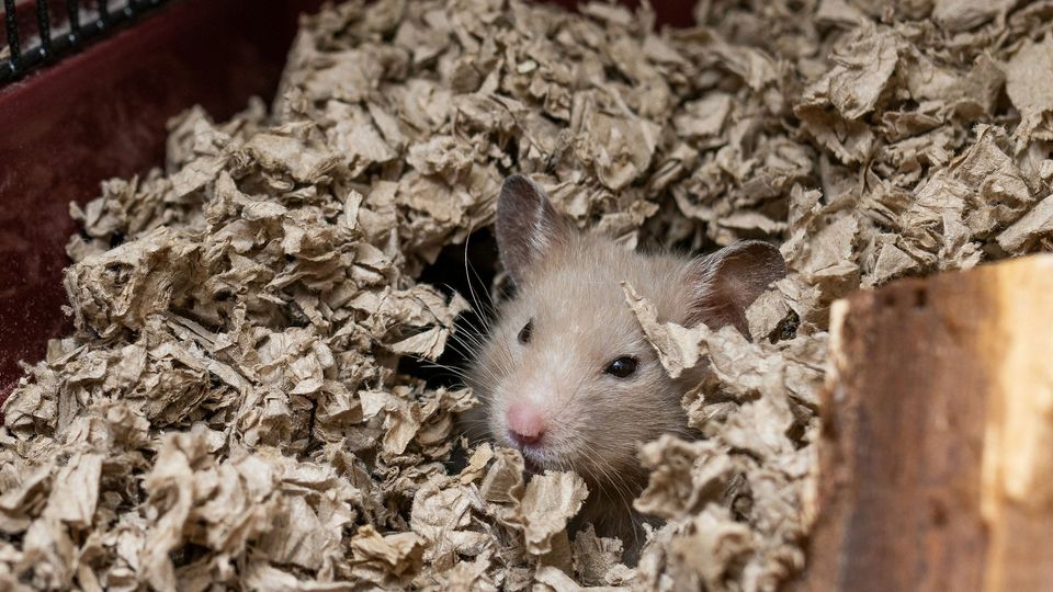 A hamster emerges from hibernating in a nest.