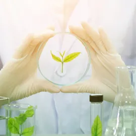 A scientist in a lab holds a petri dish containing a small green plant with gloved hands.