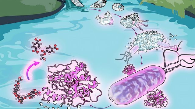<i> Comamonas </i> bacteria live in wastewater, where they break down plastic waste for food.