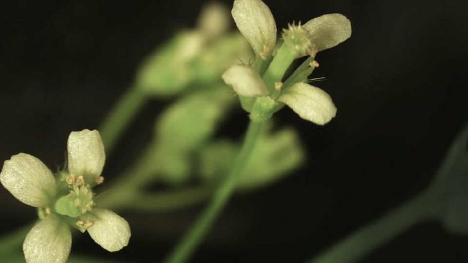 Arabidopsis.