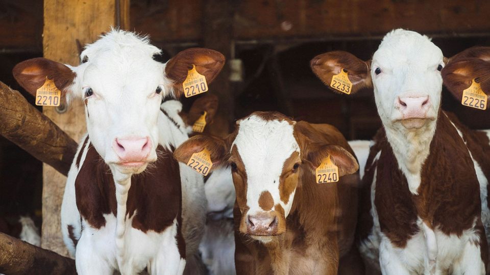 Three brown and white dairy cows with yellow tags in their ears.