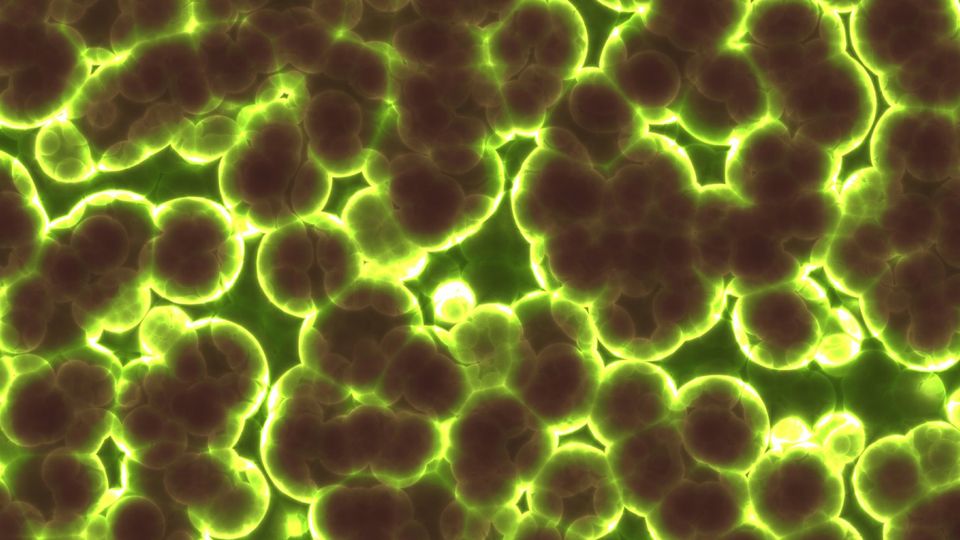 Bacteria under a microscope.