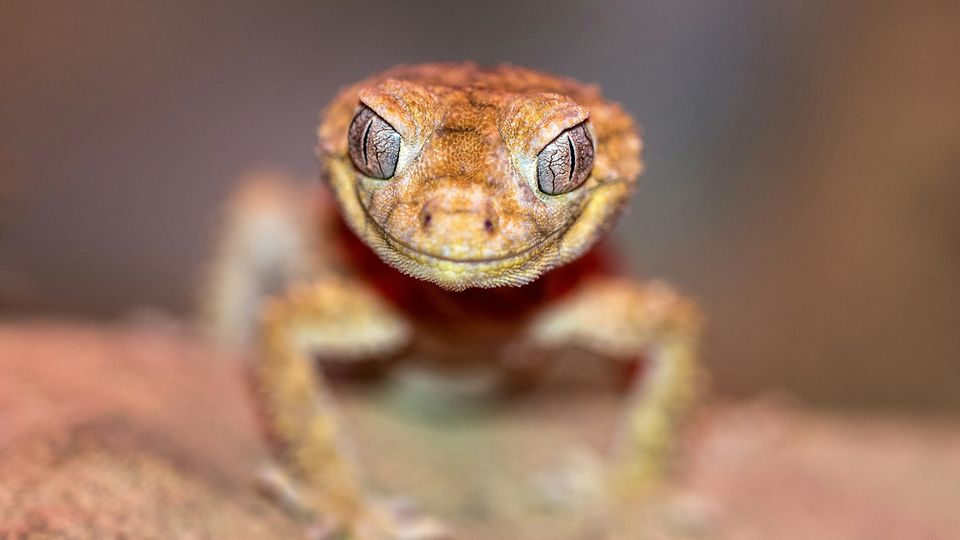A gecko.