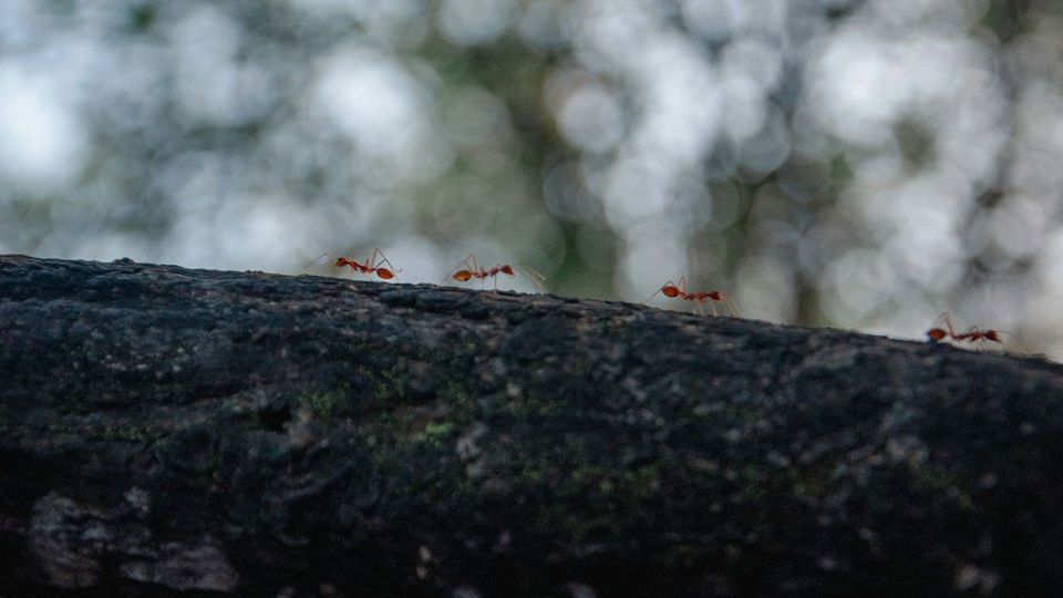 Ants walking along a log.