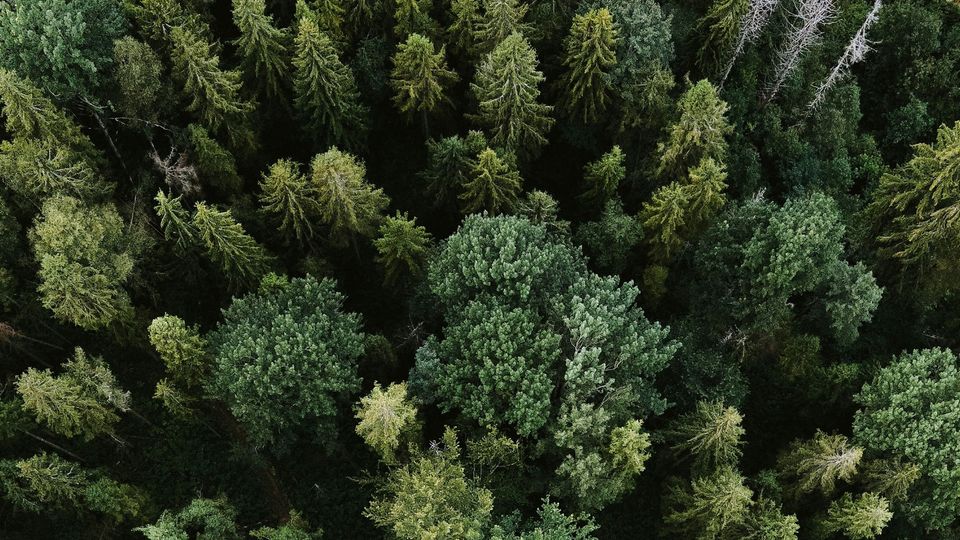 An arial view of a green forest.