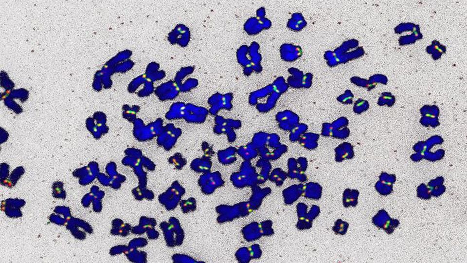 Chromosomes (blue) with proteins (green, red) localized at the centromere.
