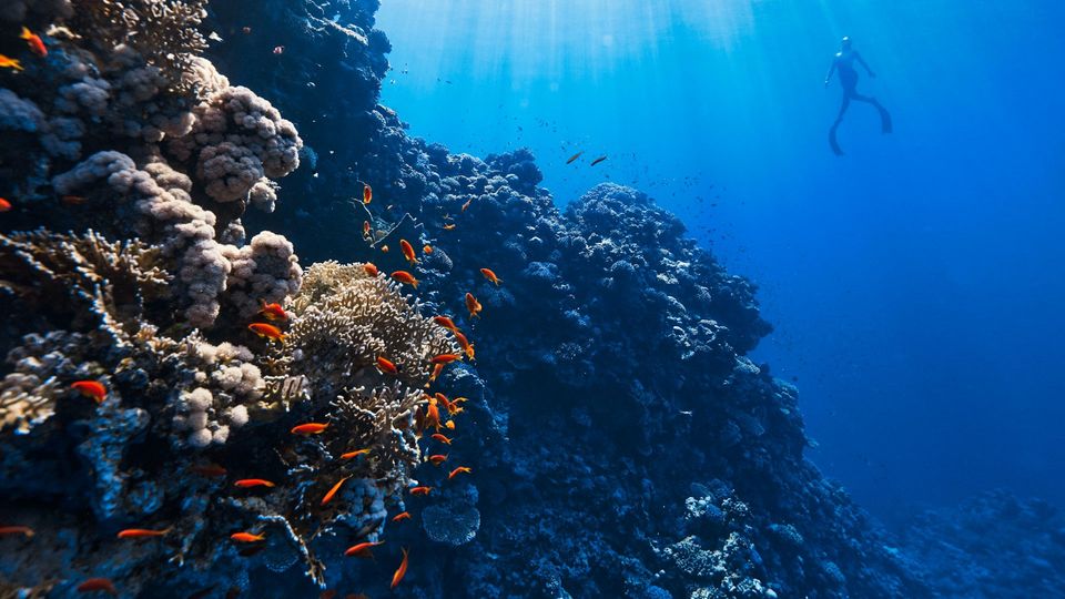 Fish near a reef with a snorkeller in the backgound.