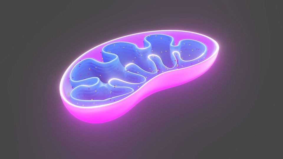 Fluorescent mitochondria cell