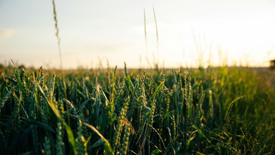 A crop field.