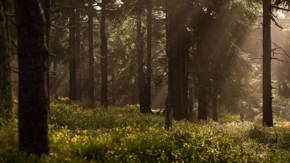 Trees and shrubs in a forest.