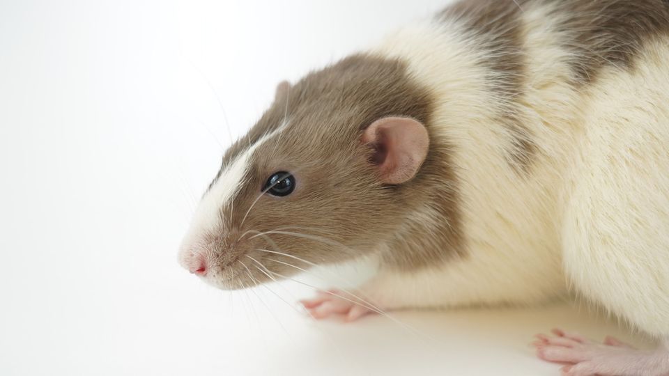 A rat.