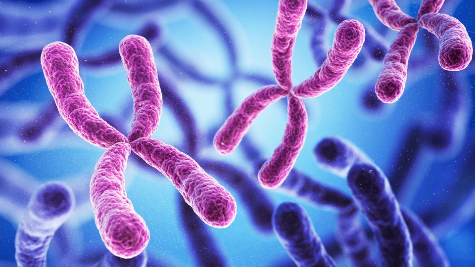 X chromosomes.