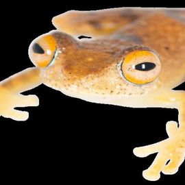 Seven New Frogs Named After Iconic Star Trek Captains | Technology