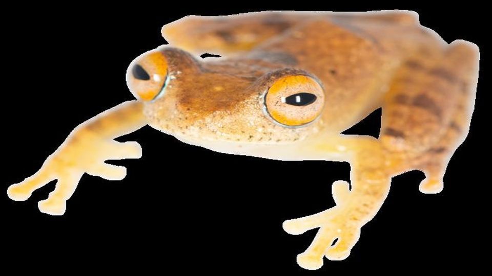 the tree frog genus Boophis.