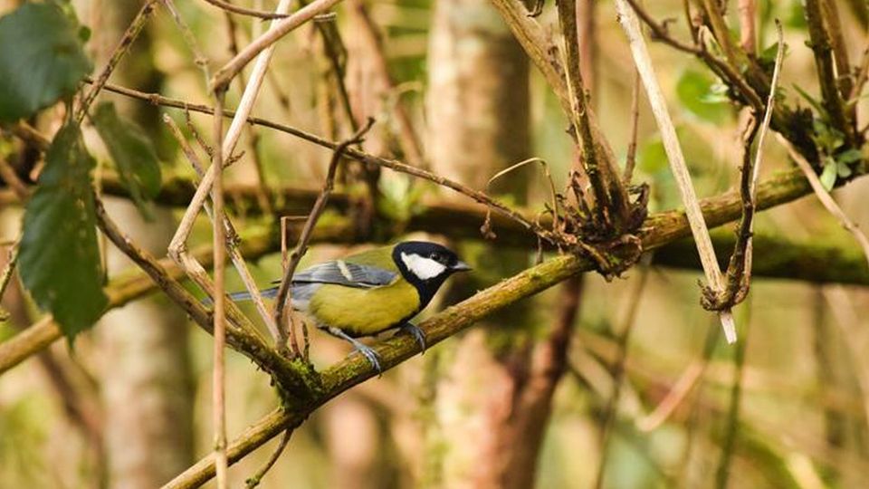 A great tit perches on a branch in a forest.