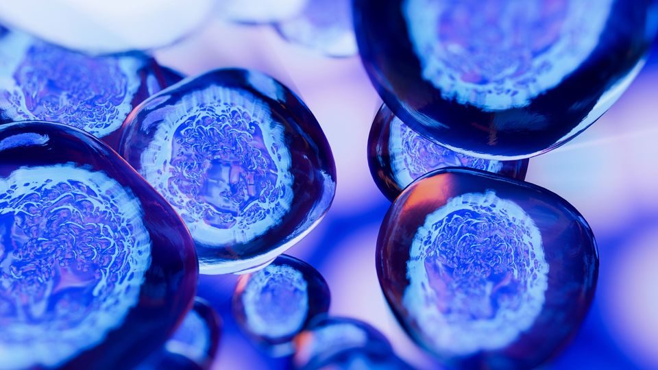 A group of cells clustered together.