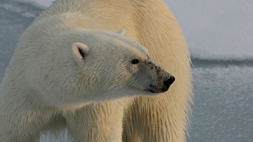 A polar bear.
