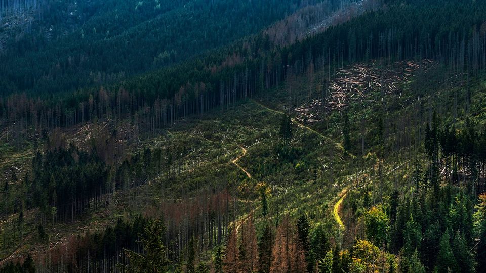 A forest with sections cut down.