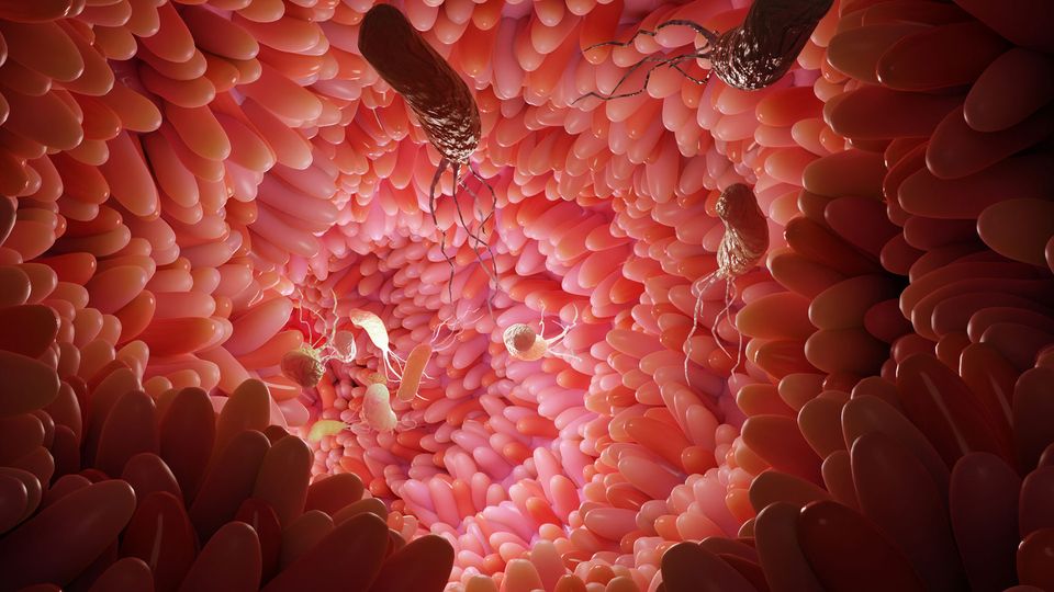 Bacteria in the gut.