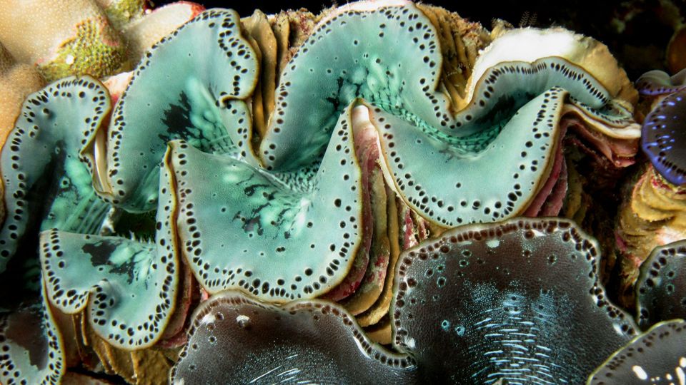A giant clam, with a teal colored, cape-like mantle and wavy shell.