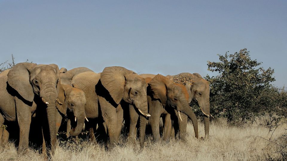 A family of elephants stand in the grass under a blue sky.