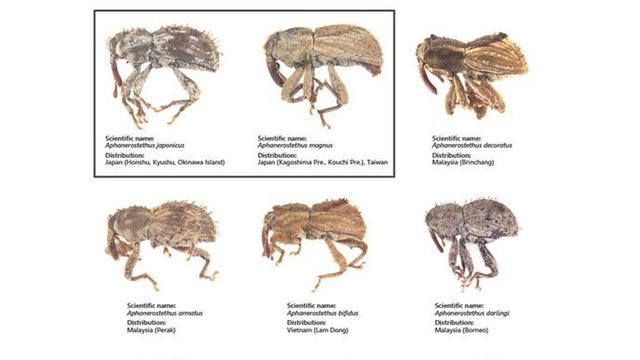Six of the twelve newly identified weevil species. 