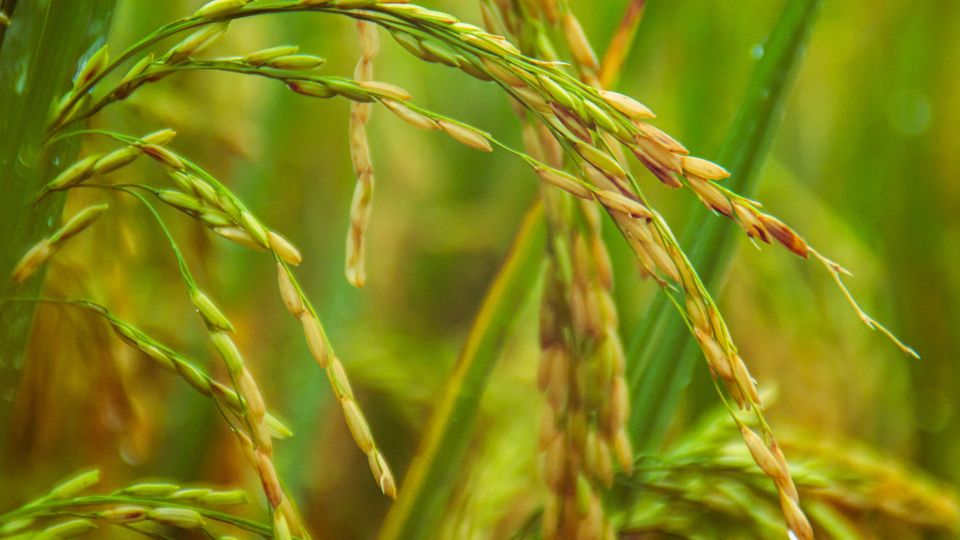 Rice plant.