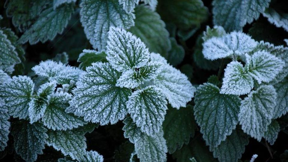 The leaves of nettles covered in frost, except on their concave veins.