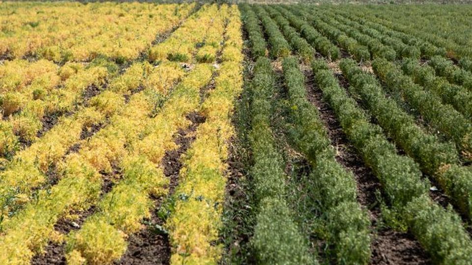 Photo taken at the Marchouch Field Station in Morocco, showing grass pea (right) next to a lentil crop (left) planted at the same time, suffering from lack of water.