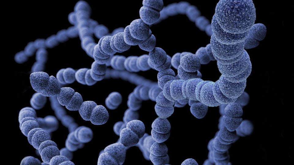 A three-dimensional (3D), computer-generated image, of a group of Gram-positive, Streptococcus pneumoniae bacteria.