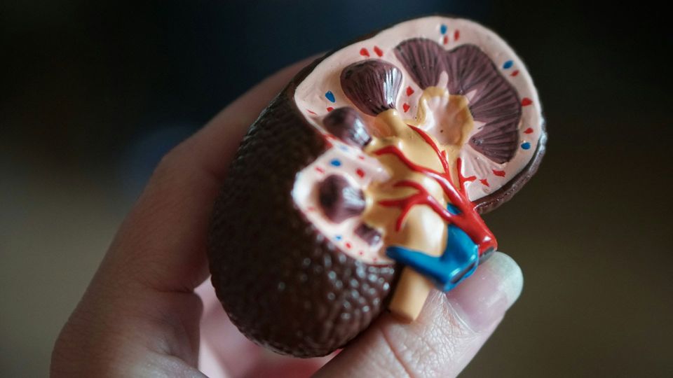 A plastic model of a kidney, bisected to reveal internal structures, held in a person's hand.