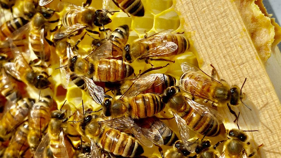 Bees on a comb.