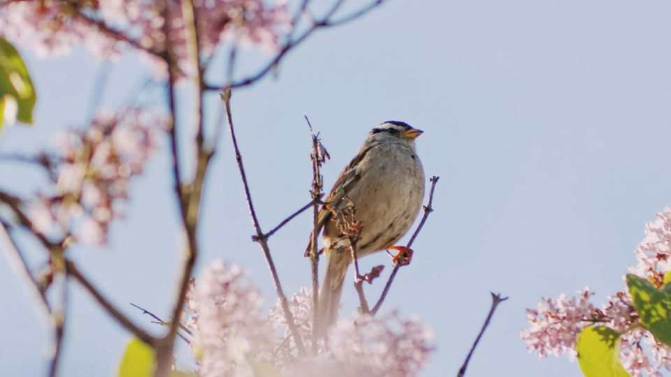 A bird perched on branches.